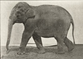 Plate 732 Elephant walking — figure reference